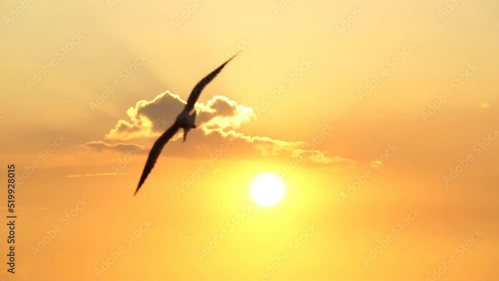 Seagull bird flying slow motion with beautiful sunset sky.