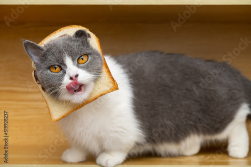 Print op canvas a cut british shorthair cat with slice of bread on the head