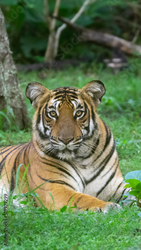 bengal tiger in the wild