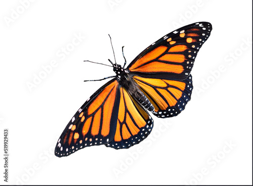 Fototapeta Monarch butterfly isolated cutout