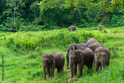 Asian elephant wildlife in nature