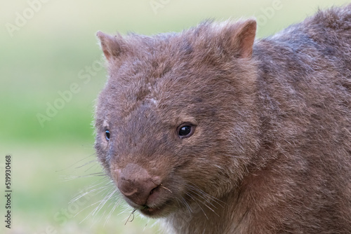 Common wombat (Vombatus ursinus) closeup portrait, NSW, Australia. 