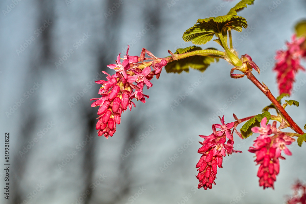 A closeup view, picture of a ribes sanguineum with a blurry background in garden. An image of a flower during early spring before blossoming. A beautiful, vibrant red and green part of a plant. A closeup view, picture of a ribes sanguineum with a blurry background in garden. An image of a flower during early spring before blossoming. A beautiful, vibrant red and green part of a plant.