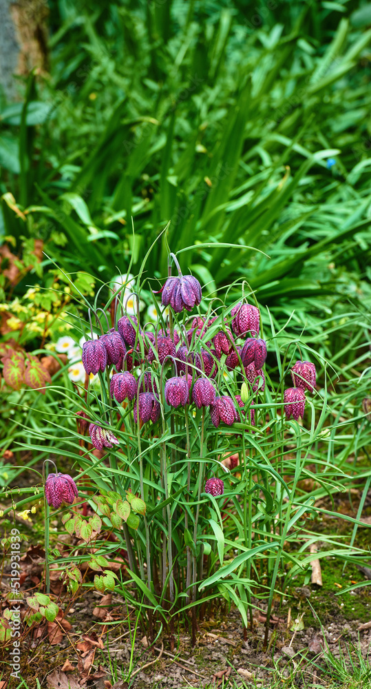 Beautiful, colorful and pretty flowers and plants in a green field or meadow. Checkered Lily or Fritillaria Bulbsis a delightful addition in gardens where it will happily bloom in mid to late spring Beautiful, colorful and pretty flowers and plants in a green field or meadow. Checkered Lily or Fritillaria Bulbsis a delightful addition in gardens where it will happily bloom in mid to late spring