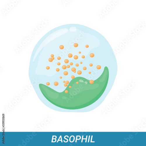 Basophil, leukocyte, vector illustration