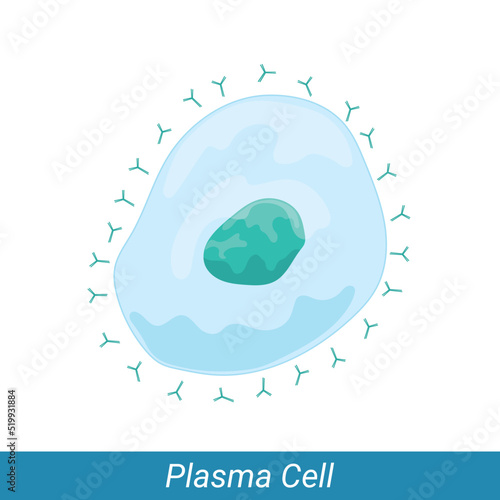 Plasma cell derived from b cell of adaptive immune system