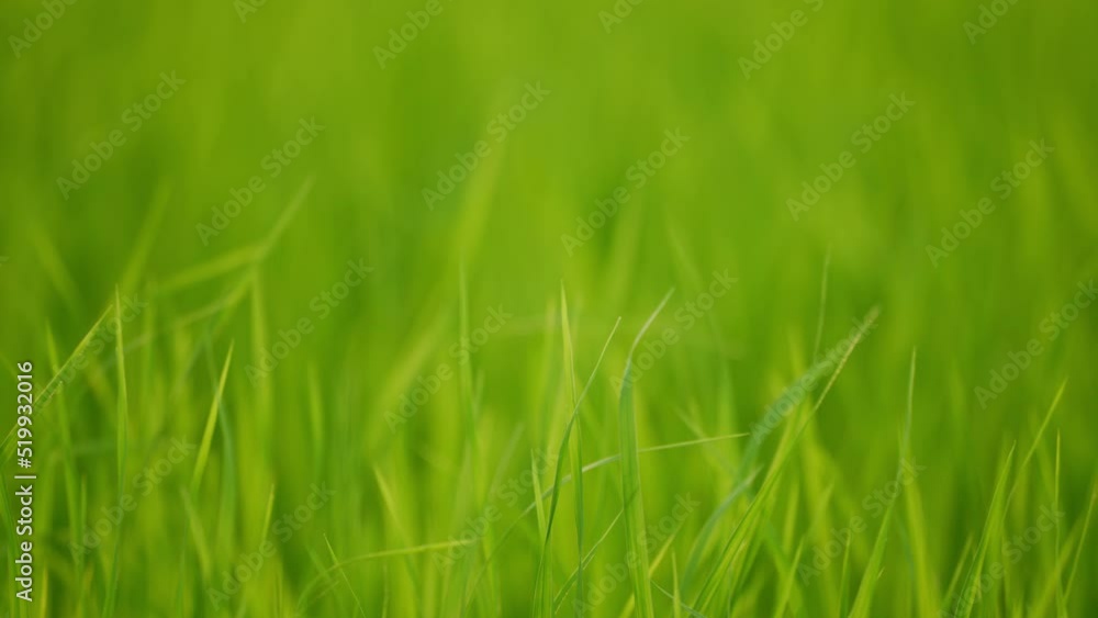 Green leaf planting of rice in field on sunny Green leaf planting of rice in field on sunny