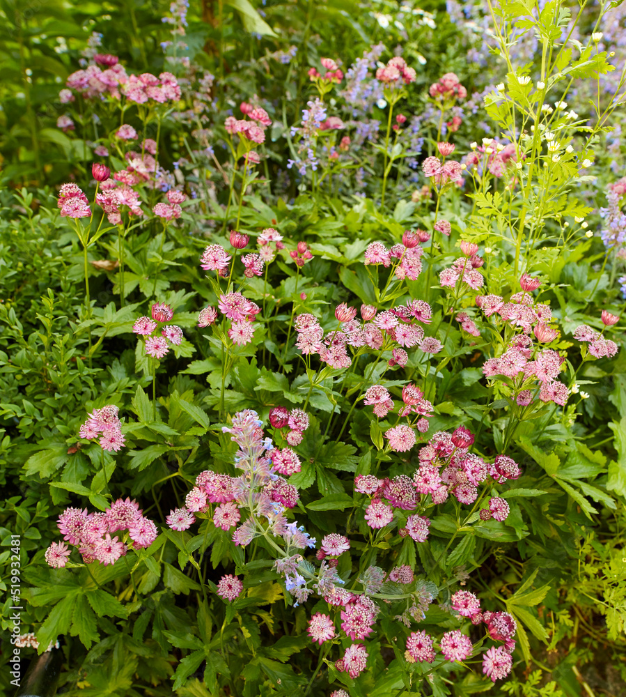 Beautiful, pretty and colorful fresh flowers growing in a green garden on a peaceful, sunny day. Many purple greater masterwort in harmony with nature, tranquil wild blooms in a zen, quiet backyard