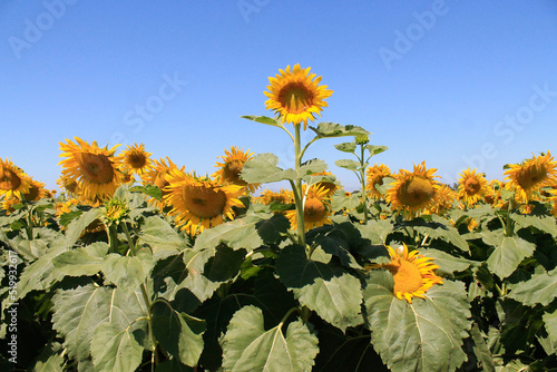 Sunflowers