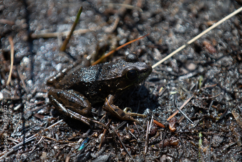 A frog on the shores of a lake in an Ontario Provincial Park.