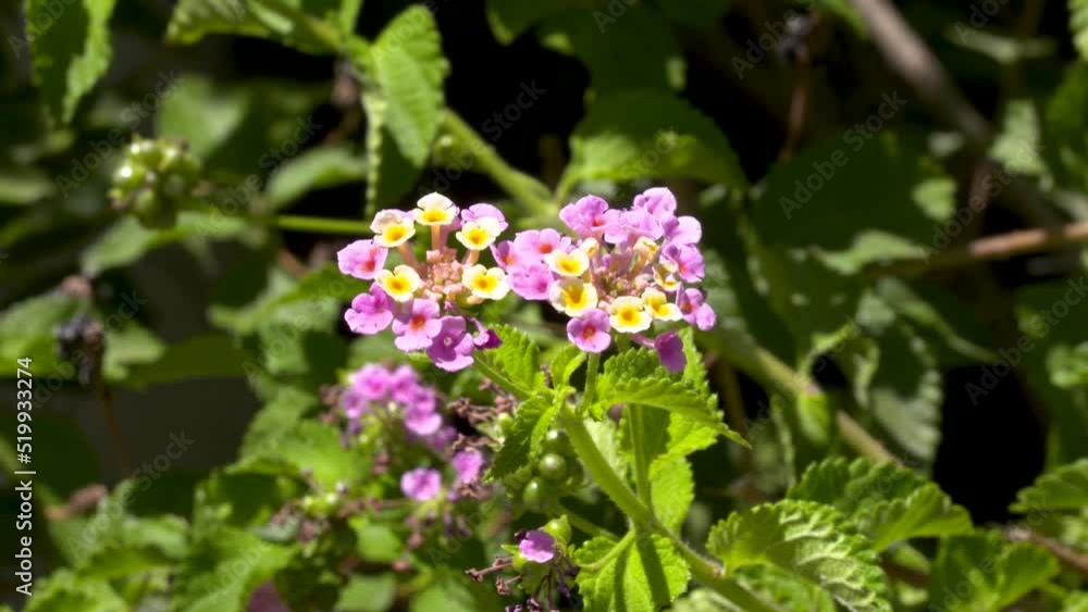 a netted shrub verbena plant flowering in the sun and moving in the wind