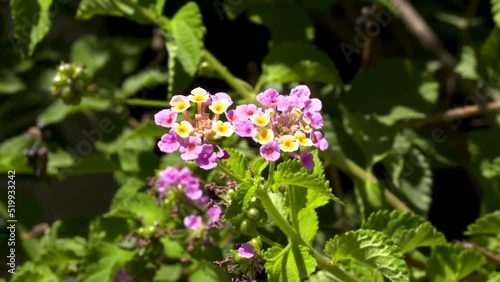 Wallpaper Mural a flowering netted shrub verbena plant is visited by a bee looking for it's nectar Torontodigital.ca