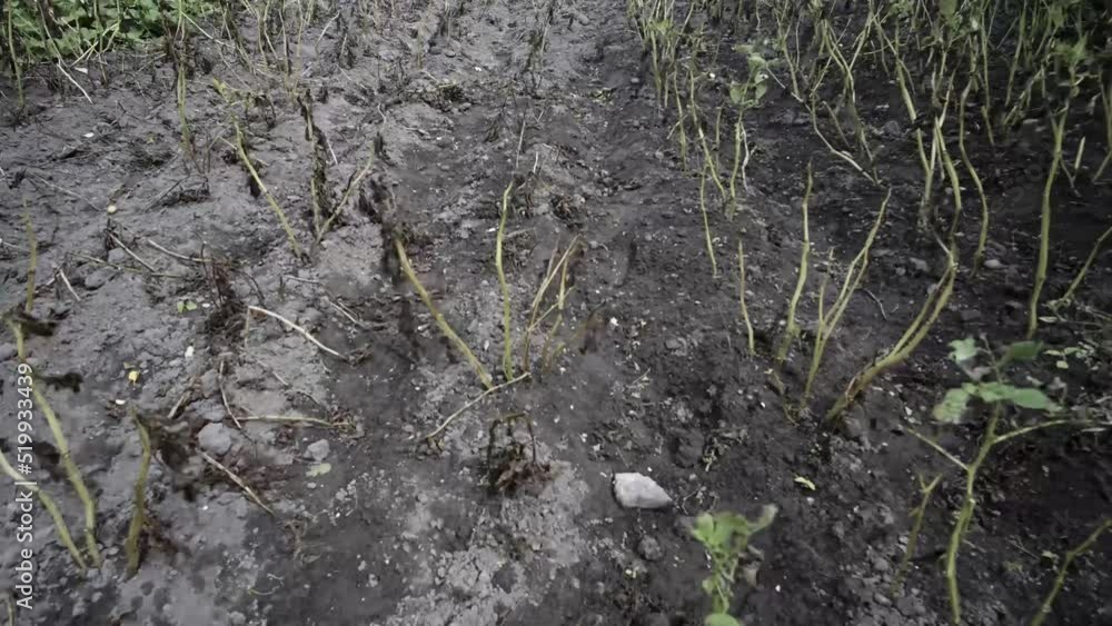 Time lapse of potatoe plants after a strong rain. Time lapse of potatoe plants after a strong rain.