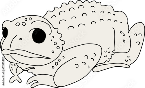 Sapo de cresta grande