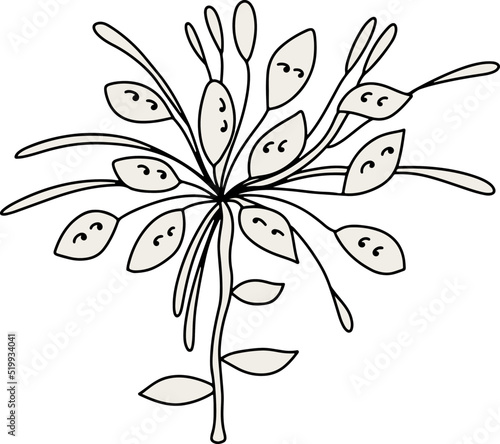 Flor arana / lirio