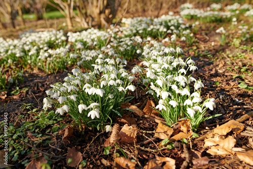 Beautiful, colorful and white flowers blooming, blossoming and growing in nature. Closeup of bright and natural snowdrop or galanthus from amaryllidaceae plants in empty autumn garden or park outside © SteenoWac/peopleimages.com