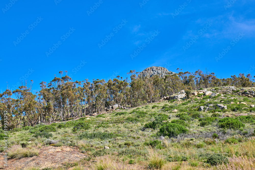 Rocky landscape of a mountain in sunny Cape Town, South Africa. Lush green plants and bushes growing against a blue sky background. Relaxing, soothing views of Lions Head, calm peak and fresh air