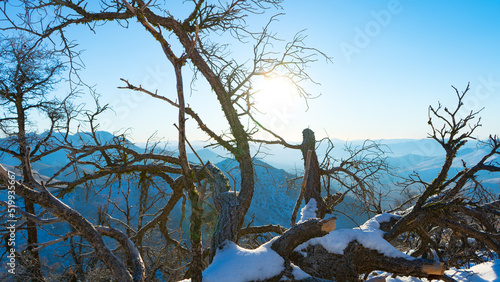 Winter branches against the sky