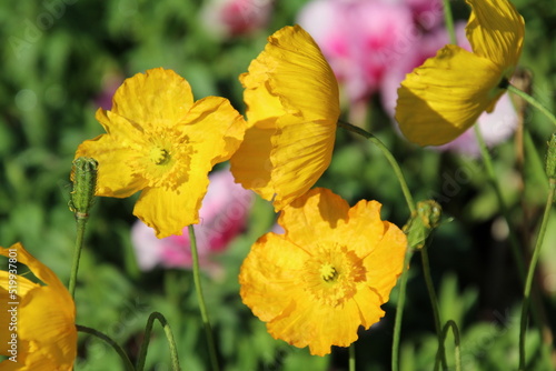 yellow poppy flowers