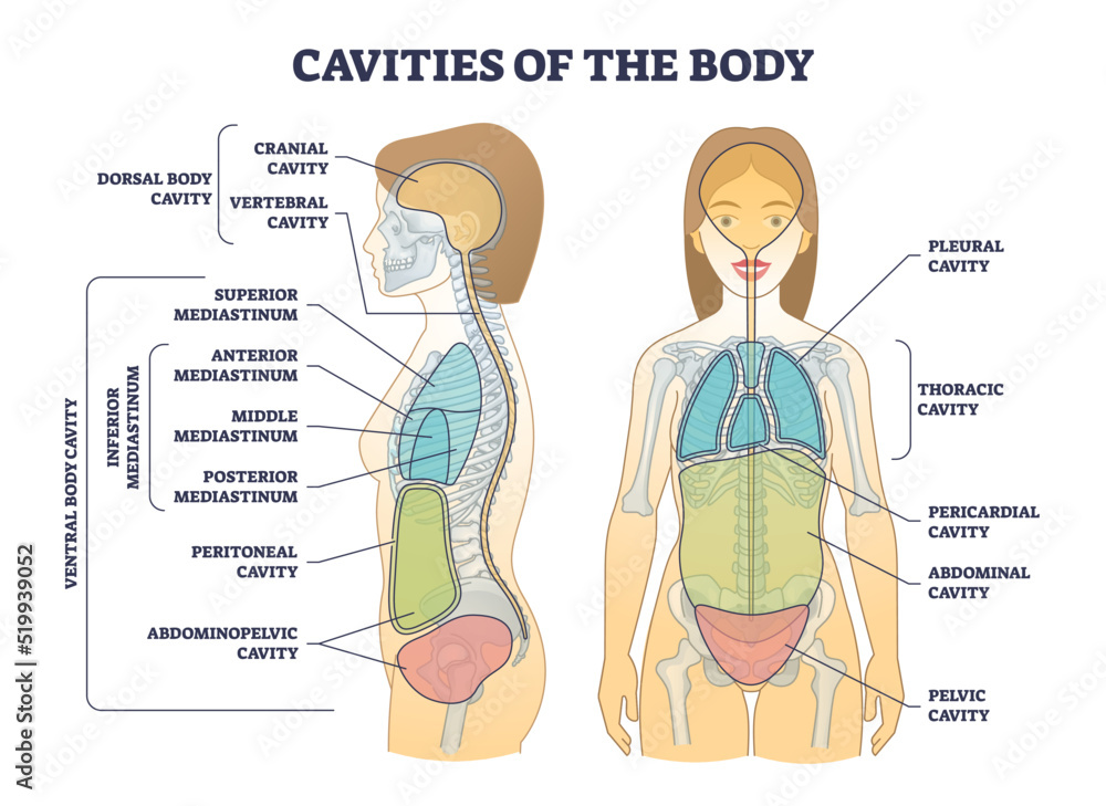 Cavities of body and anatomical compartment medical division outline