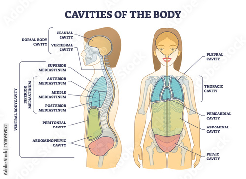 Cavities of body and anatomical compartment medical division outline diagram. Labeled educational scheme with physical dorsal, ventral and inferior mediastinum location explanation vector illustration photo