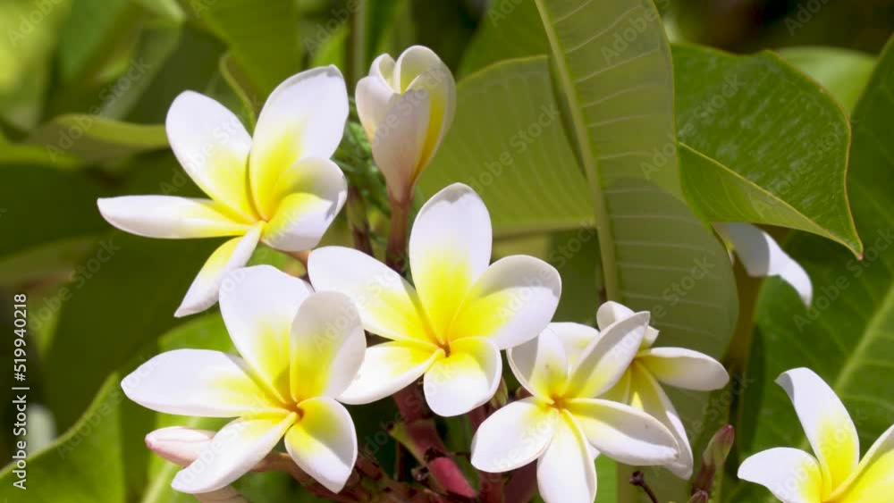 close up shot of a white frangipani witch is one of the Plumeria flower family close up shot of a white frangipani witch is one of the Plumeria flower family