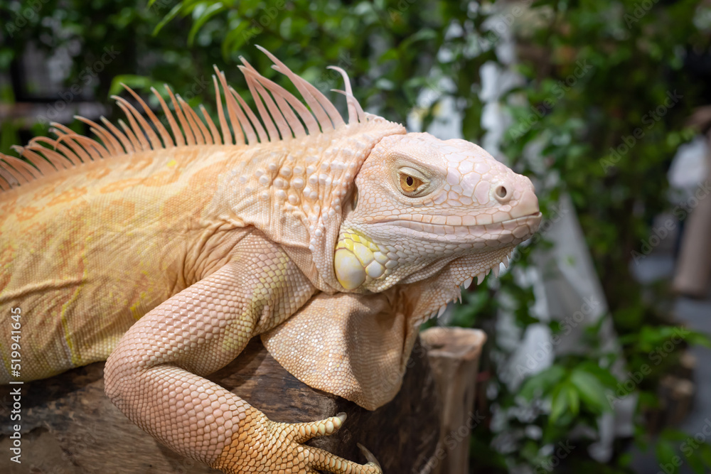 close up Yellow albino iguana on log background close up Yellow albino iguana on log background