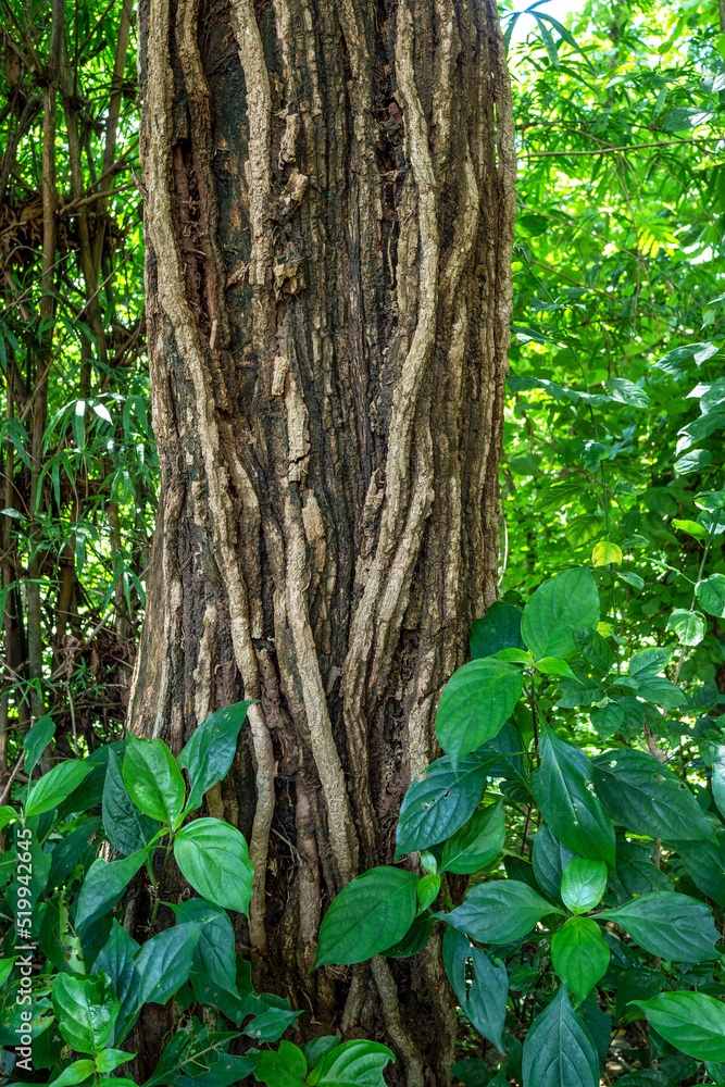 the kind of tree that farmer leave it grow caused by the thai myth to protect the forest