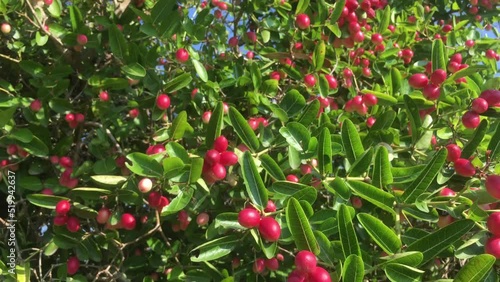The medicinal fruit tree has many properties.Carissa carandas L.