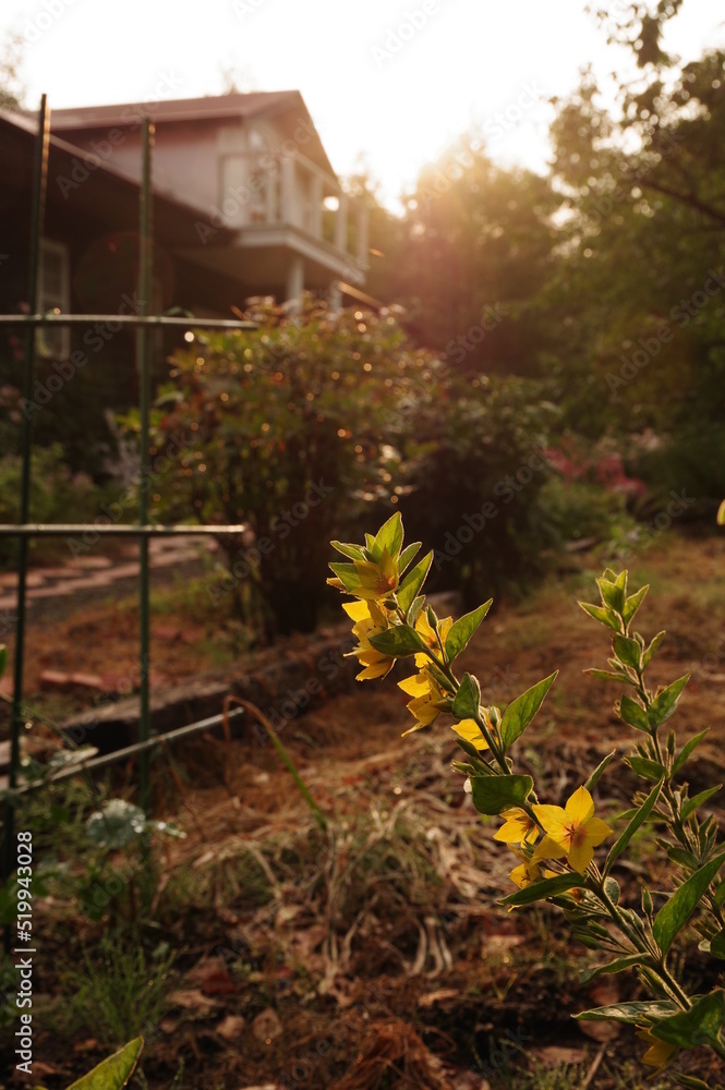 斜陽の庭に咲く黄色い花。