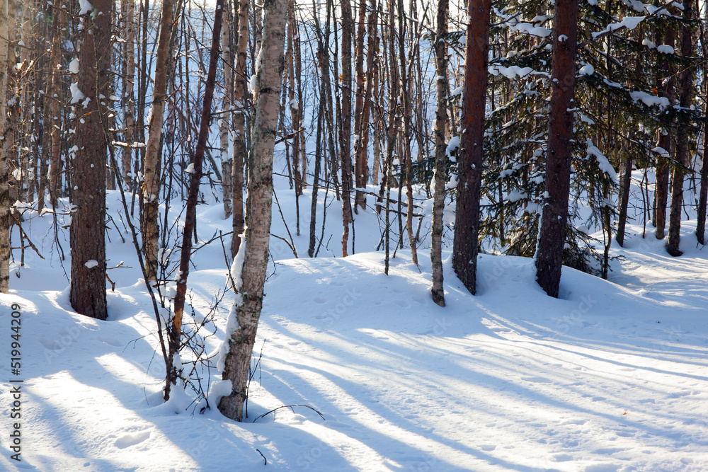 Fototapeta premium Magnificent forest in the Arctic