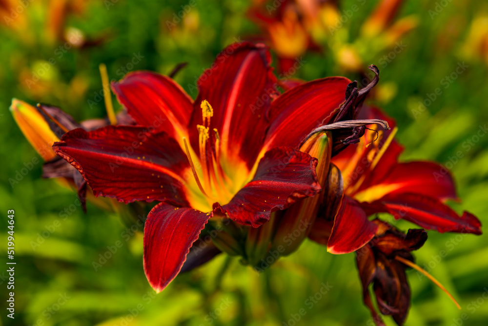 Fototapeta premium orange lily flower