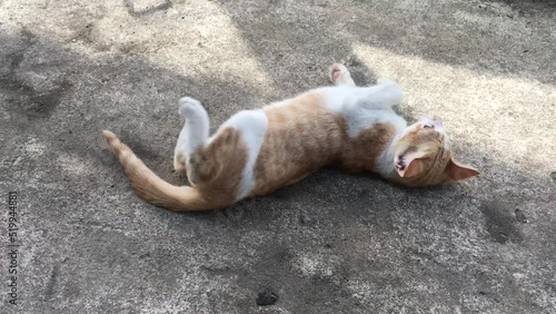 A yellow-and-white kitten was lying on the floor.