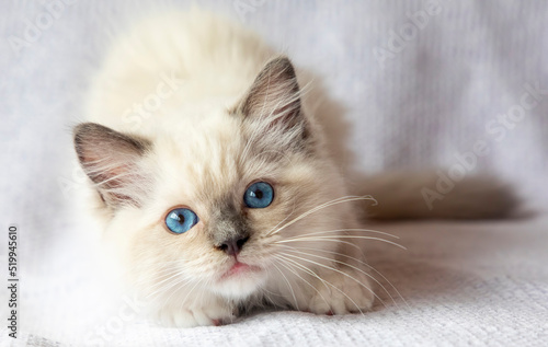 Φωτογραφία Ragdoll kitten photo shoot indoors. 11 week old ragdoll kitten.