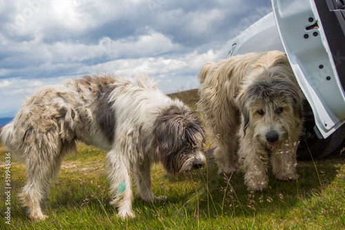 Shepherd dog in the break