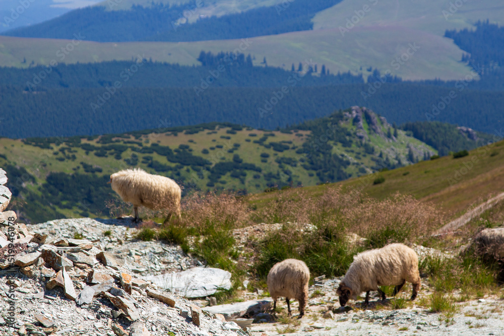 Obraz premium Sheep on the Transalpina, Romania