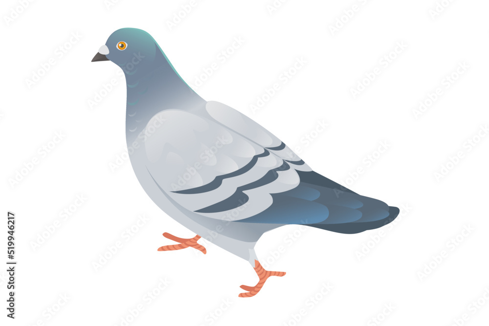 Gray pigeon with green head walking on ground city dove bird vector illustration cartoon animal design Gray pigeon with green head walking on ground city dove bird vector illustration cartoon animal design