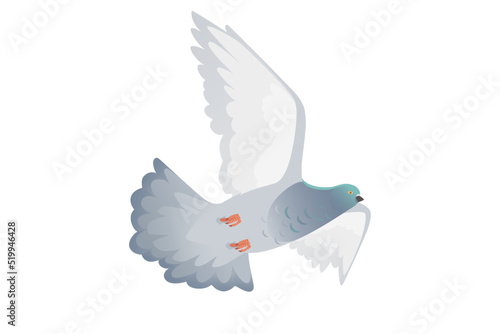 Gray pigeon with green head flying city dove bird vector illustration cartoon animal design
