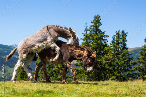 Donkeys on the Transalpina  Romania
