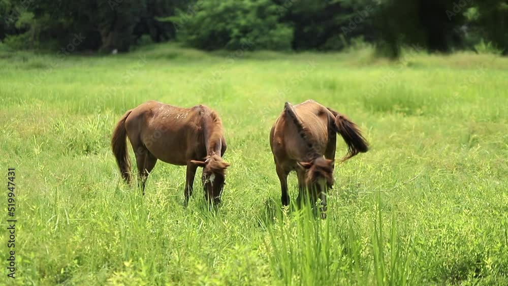 Horse feeding on lush green grass in a green meadow or field. Slow motion.. Horse feeding on lush green grass in a green meadow or field. Slow motion..
