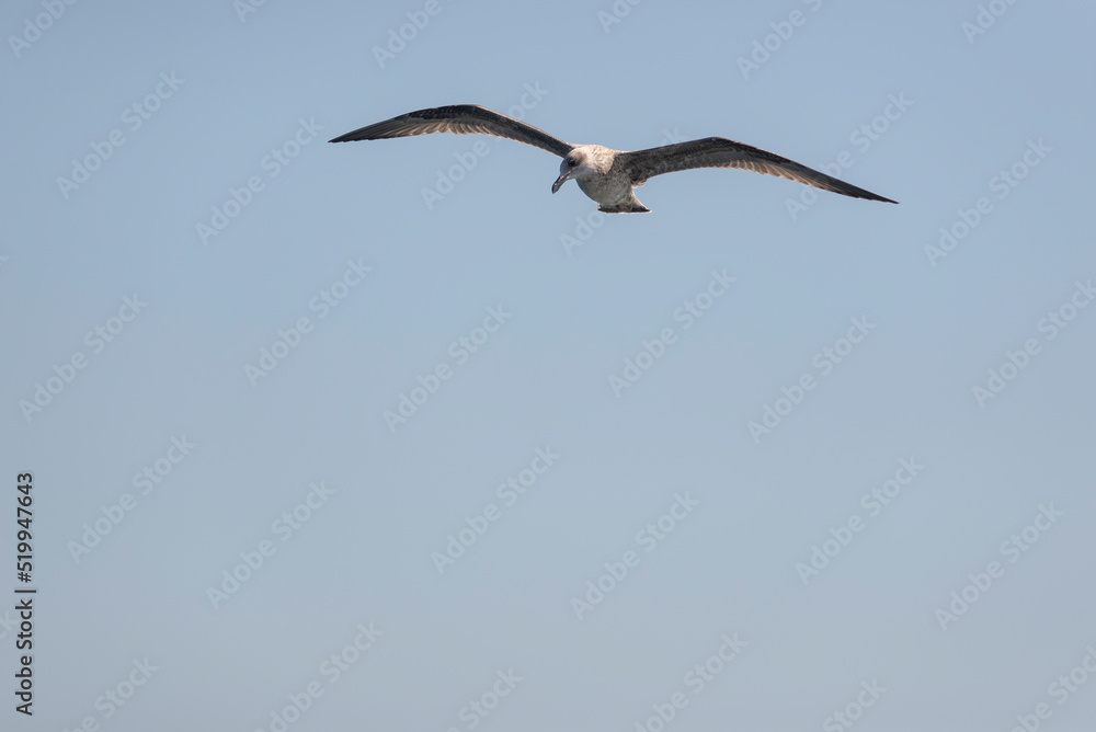 Juvenile gull in flight. Taken in Fisterra, A Coruña, Spain, in July 2022