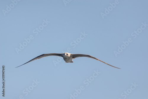 Juvenile gull in flight. Taken in Fisterra, A Coruña, Spain, in July 2022