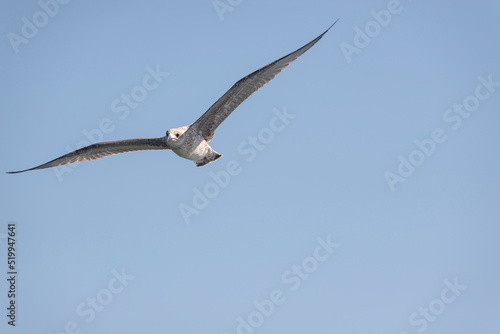 Juvenile gull in flight. Taken in Fisterra  A Coru  a  Spain  in July 2022