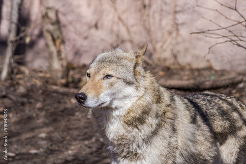 Gray Wolf  Canis lupus 