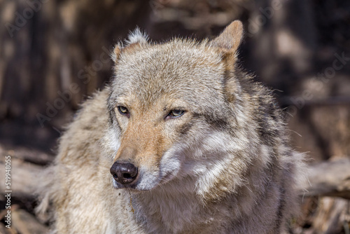 Gray Wolf  Canis lupus 