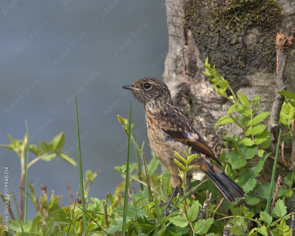 Fledgling Stonechat perched on a branch. Fledgling Stonechat perched on a branch.