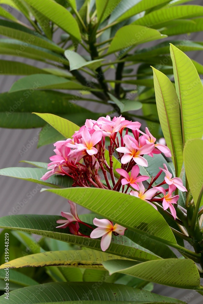 Obraz premium tropical plants with pink flowers and green leaves