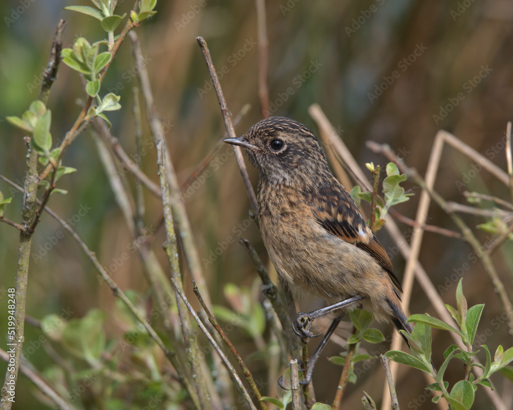 Fototapeta premium Fledgling Stonechat perched on a branch.
