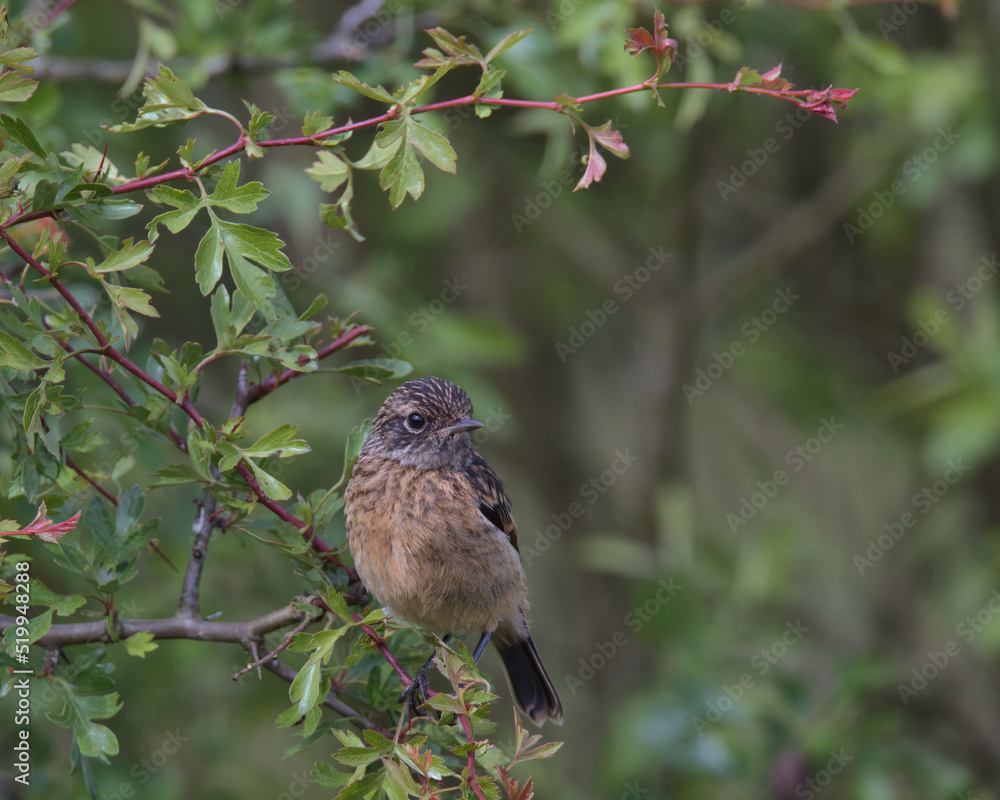 Fledgling Stonechat perched on a branch. Fledgling Stonechat perched on a branch.