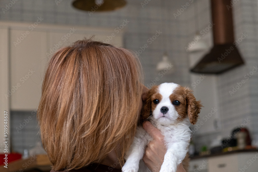 Cavalier King Charles Spaniel Blenheim. Close up portrait of Cute dog puppy with woman hostess